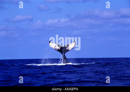 Lobtailing Verhalten eines Buckelwal (Impressionen Novaeangliae), Silber-Banken, Dominikanische Republik Stockfoto
