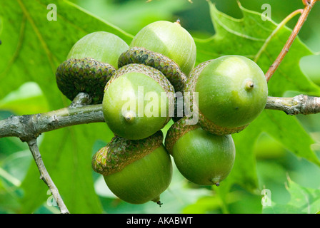 Grüne Eicheln Nahaufnahme Roteiche Quercus rubra Stockfoto