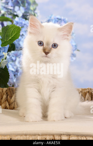 Birman, heilige Katze von Birma. Kätzchen sitzen vor blauen Blumen Stockfoto