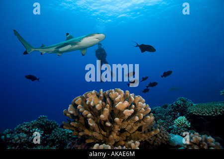 Schwarzspitzen-Riffhai (Carcharhinus Melanopterus), schwimmt über dem Riffdach in Französisch-Polynesien.  Taucher im Hintergrund abhebt Stockfoto