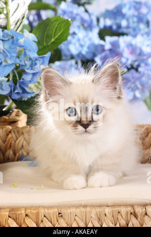 Birman. Kätzchen, das vor blauen Hortensie-Blüten liegt Stockfoto