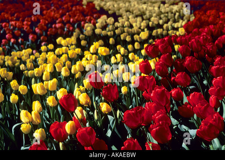 Rote und gelbe Tulpen Stockfoto