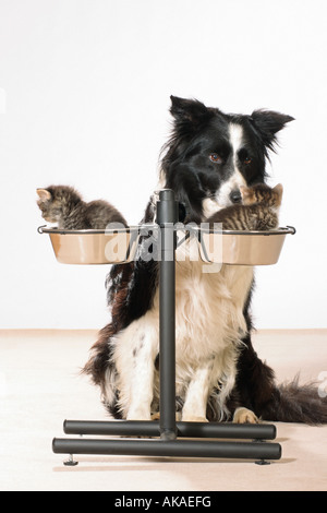 Border Collie mit zwei Kätzchen in Schalen Stockfoto