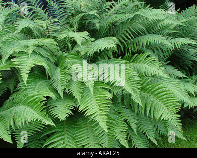 Dryopteris Filix Mas der Wurmfarn Stockfoto