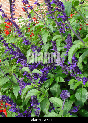 Salvia Indigo Turmspitzen Hardy Garten mehrjährig Stockfoto