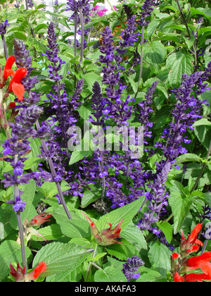 Salvia Indigo Turmspitzen Hardy Garten mehrjährig Stockfoto