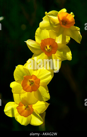 Narcissus Stockfoto
