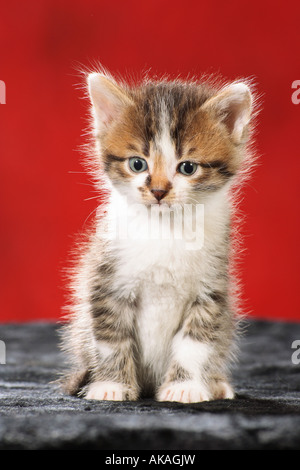 Hauskatze. Ein Kätzchen mit weißen Flecken sitzt vor einem roten Hintergrund Stockfoto
