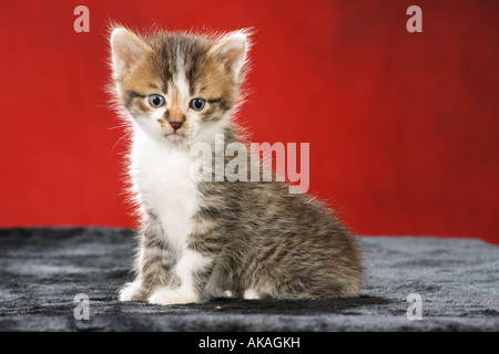 Hauskatze. Ein Kätzchen mit weißen Flecken sitzt vor einem roten Hintergrund Stockfoto