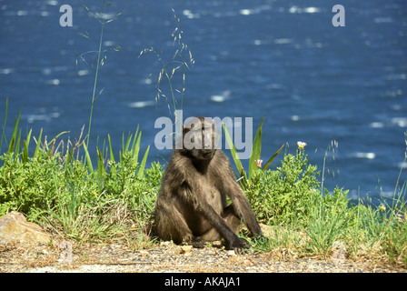 Chacma Pavian Papio Ursinus Kapstadt Südafrika Stockfoto