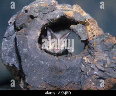 Braune lange Schmuckschildkröte Bat Langohrfledermäuse Auritus Kopf zeigt am Loch Stockfoto