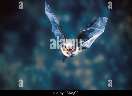 Braune lange Schmuckschildkröte Bat Langohrfledermäuse Auritus im Flug Stockfoto
