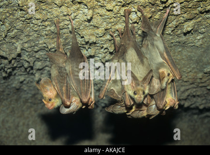 Ghost Bat Macroderma Gigas australische falsche Vampir-Australien Stockfoto