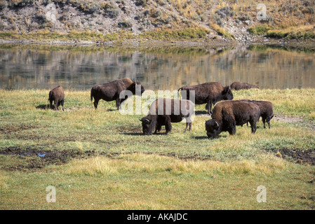 American Bison Bison Bison kleine Herde Yellowstone NP Stockfoto