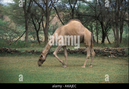 Ein bucklig oder Dromedar Kamel Camelus dromedarius Stockfoto