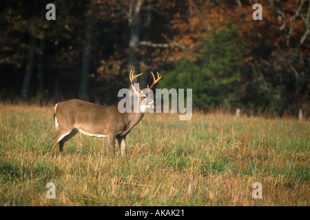 White-tailed Deer Odocoileus Virginianus männlichen Cades Cove Great Smoky Mountains USA Stockfoto