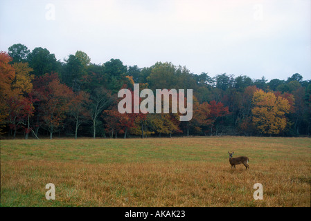 White-tailed Deer Odocoileus Virginianus Doe Cades Cove Great Smoky Mountains USA Stockfoto