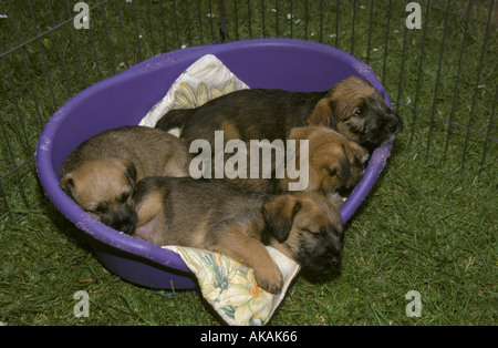 Haushund Border Terrier x Jack Russell Welpen Stockfoto