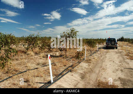 Bergbau-Rekultivierung nach offenen Schnitt Kohlebergwerk Queensland Australien dsc 3113 Stockfoto