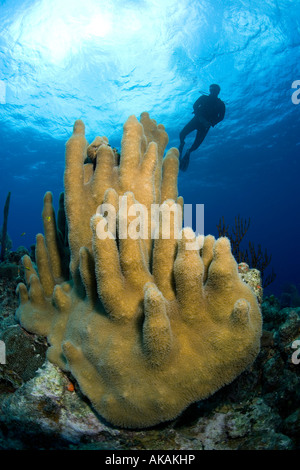 Männlichen Taucher oben einen Stand von Säule Coral, Dendrogyra Cylindrus auf Grand Turk Island gesehen. Stockfoto