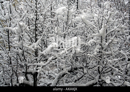 Gefrorene Bäume im winter Stockfoto