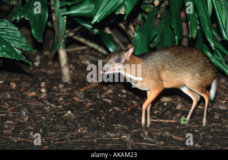 Java-Maus-Hirschen - stehend / Tragulus Javanicus Stockfoto