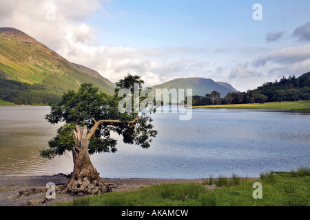 Einsamer Baum am Südufer Buttermere Lake District von Cumbria Stockfoto