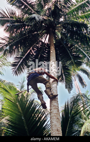 Cocotero Kokosnuss Arbeiter Klettern eine Palme zu ernten Kokosnüsse auf einer Plantage in Barigua in der Nähe von Baracoa Kuba Stockfoto