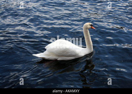 Schöner Schwan, Baden im See Stockfoto