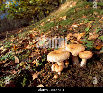 Wollige Milch Cap Lactarius Torminosus Pilze. Stockfoto
