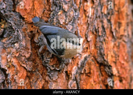 Pygmäen Kleiber Stockfoto