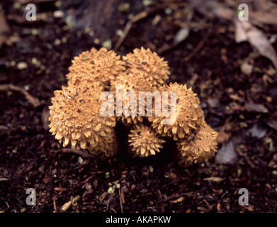 Shaggy Pholiota Squarrosa Pilze. Stockfoto