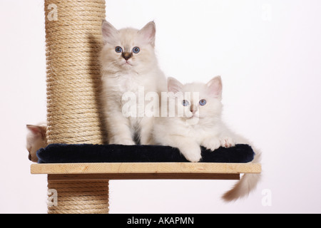 zwei Heilige Katzen von Birma - Kätzchen - Kratzbaum Stockfoto
