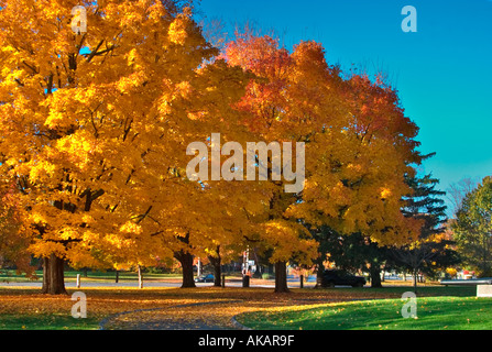 Autumn colors in a city park Newburyport MA Stockfoto