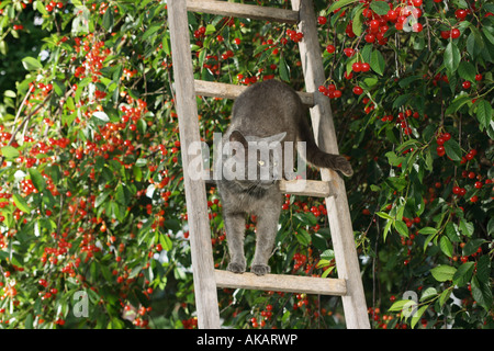 Kartäuser Katze auf Leiter vor Kirschbaum Stockfoto