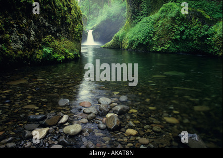 Bowle fällt entlang Eagle Creek Trail Columbia River Gorge mit Farn Moos bedeckt Felsen Oregon State USA Stockfoto