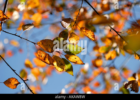 Herbstfarbe von Wild Cherry oder Gean Prunus Avium, Wales, Großbritannien. Stockfoto