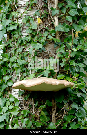 Birke Polypore Pippoporus betulinus Razor strop Pilz, Wales, Großbritannien. Stockfoto