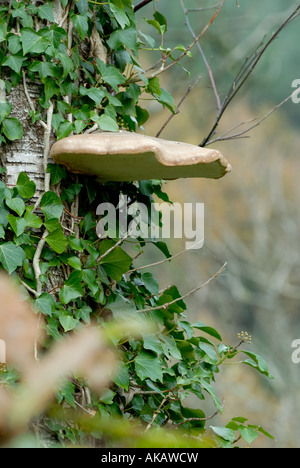 Birke Polypore Pippoporus betulinus Razor strop Pilz, Wales, Großbritannien. Stockfoto