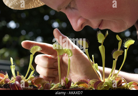 Ein Dame Gärtner an Painshill Park Cobham Surrey untersucht eine Venusfliegenfalle Stockfoto