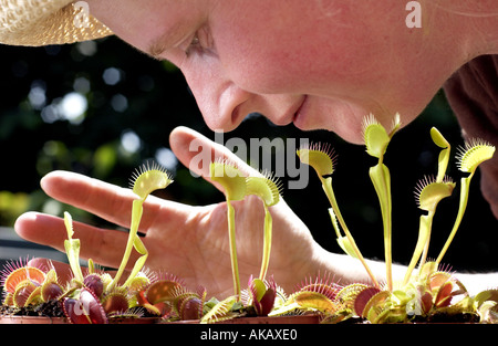 Ein Dame Gärtner an Painshill Park Cobham Surrey untersucht eine Venusfliegenfalle Stockfoto