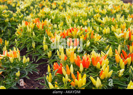 Busch Pflanze Chili Pfeffer hell bunt bunt rot gelb orange Blätter heiße würzige Nahrung bereit Reife viele Haufen Foto phot Stockfoto