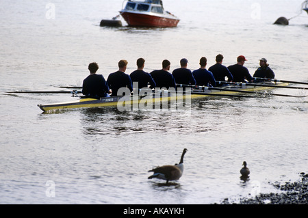 Regatta Crew Praxis auf Themse Stockfoto