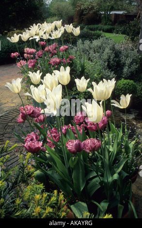 Alten Platz Farm Kent Tulpen in Containern Stockfoto