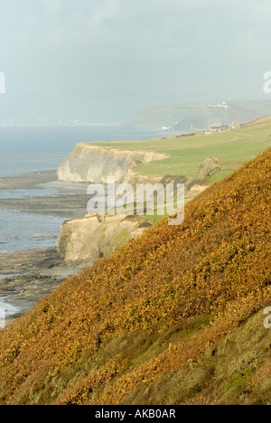 Alte Trauben-eiche Wald auf Steilküsten, Penderi, Ceredigion, Wales, UK. Stockfoto