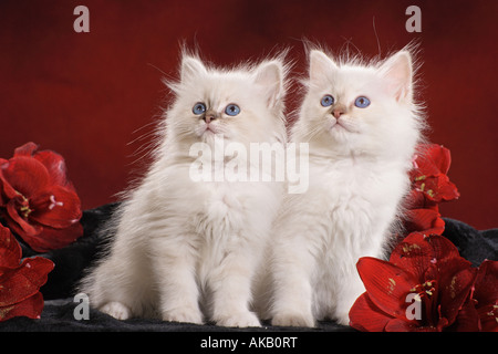 Heilige Birma Katze. Zwei weiße Kätzchen neben einander sitzen Stockfoto