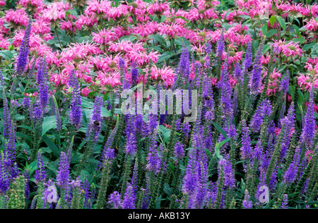 Veronica Longiflora blaue Förster Stockfoto