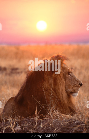 Ein männlicher Löwe (Panthera Leo) mit der aufgehenden Sonne in Kenias Masai Mara Reservat. Stockfoto