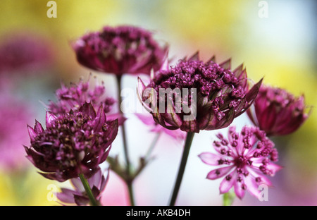 Astrantia große Hadspen Blood Stockfoto