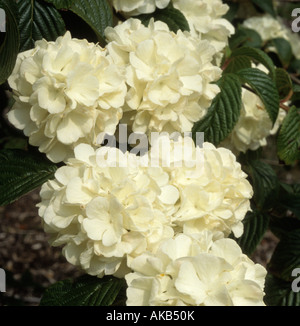 Viburnum Plicatum Grandiflorum Stockfoto